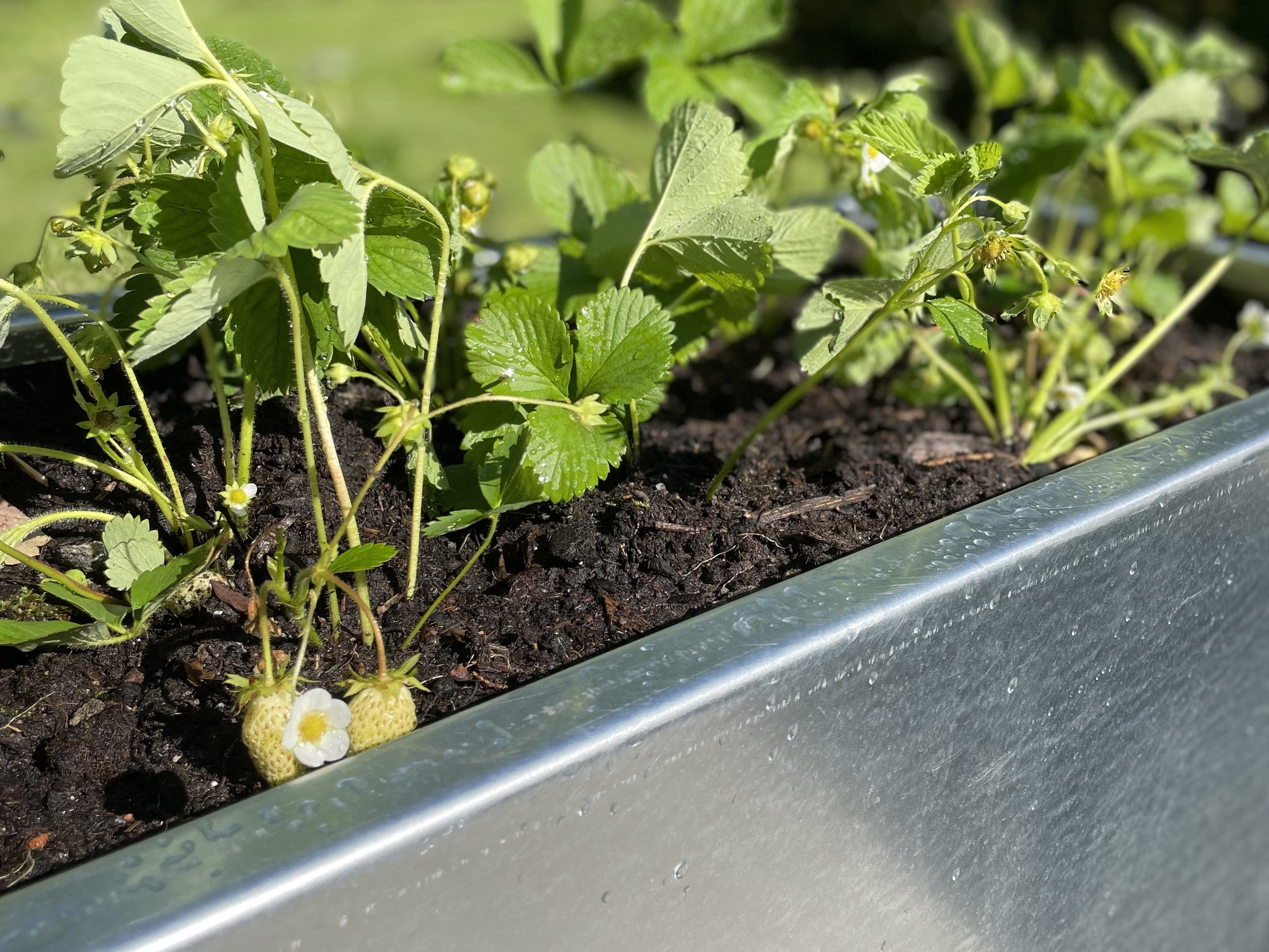 Raised beds galvanized steel CUBY