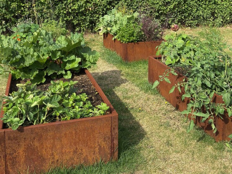 Mehrere Hochbeete aus Cortenstahl 80 cm breit – modulare Gartenlösung für strukturierten Gemüseanbau