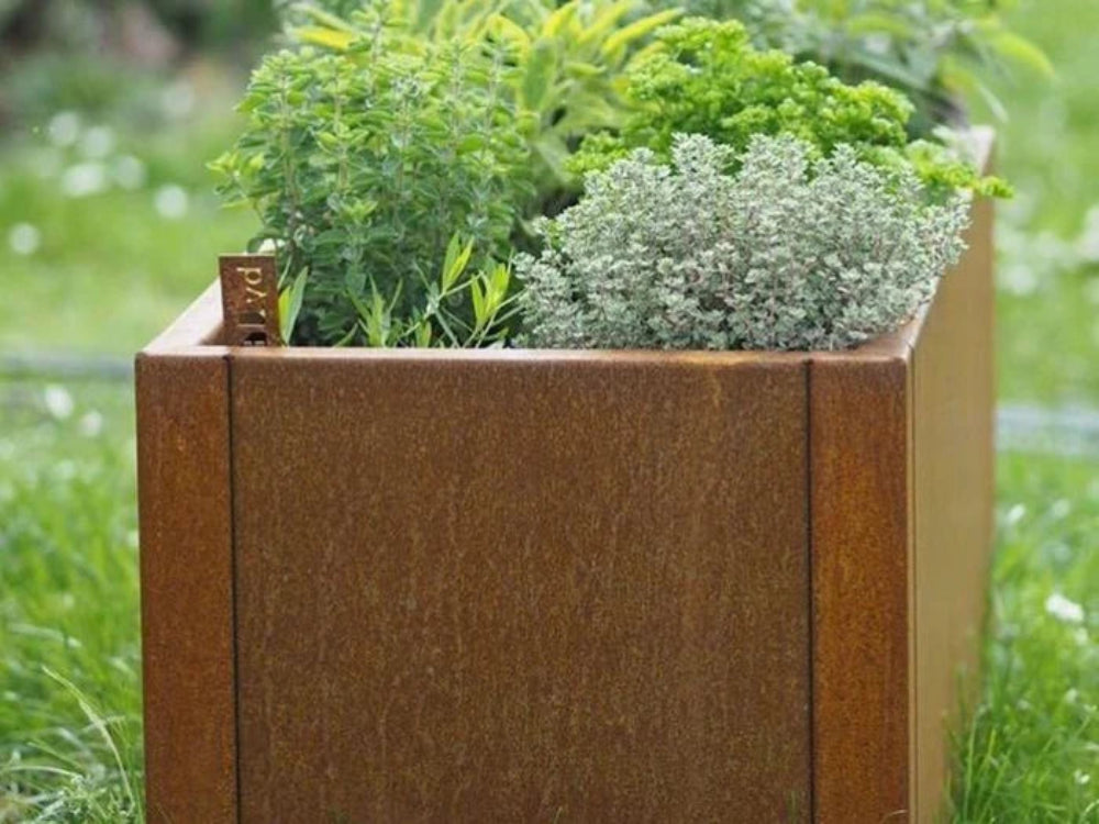Detailaufnahme eines CUBY Pflanzkastens aus Cortenstahl mit Kräuterpflanzen