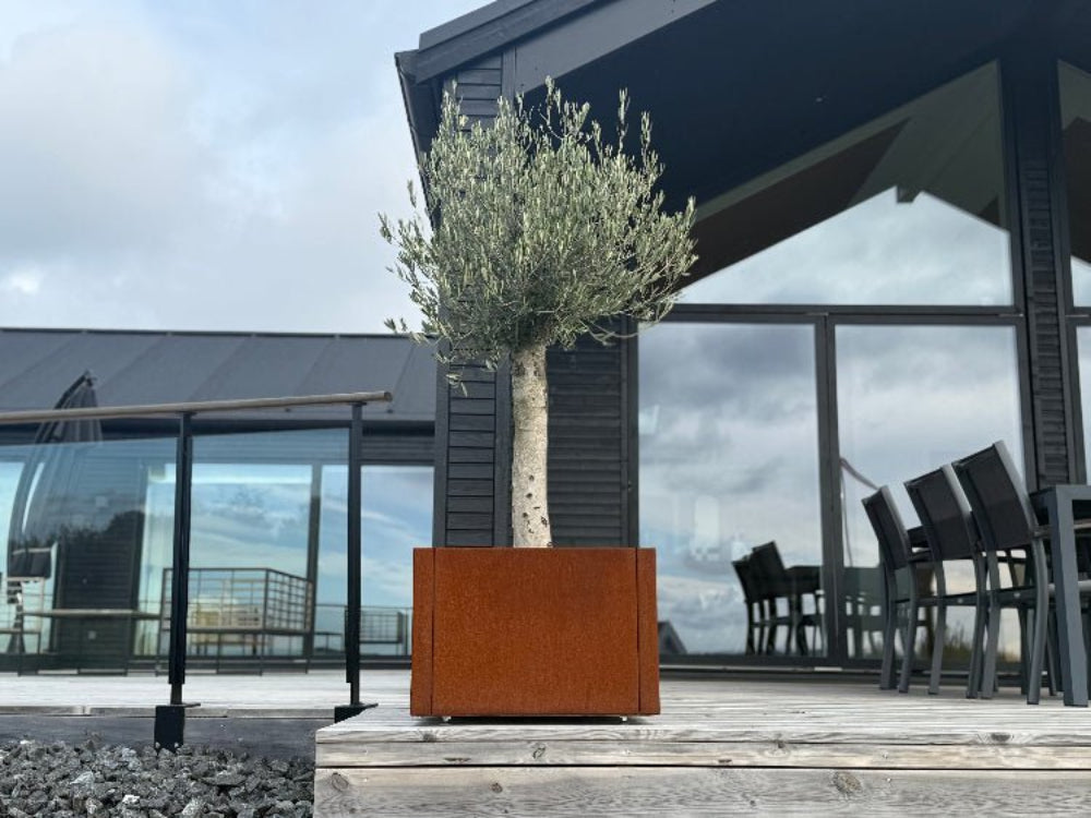 CUBY Pflanzkasten aus Cortenstahl mit Olivenbaum auf Terrasse