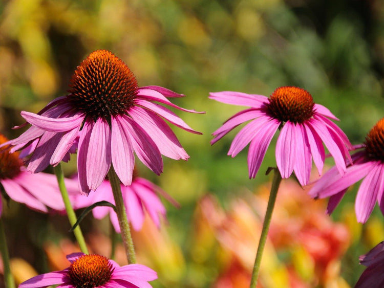 echinacea-purpura
