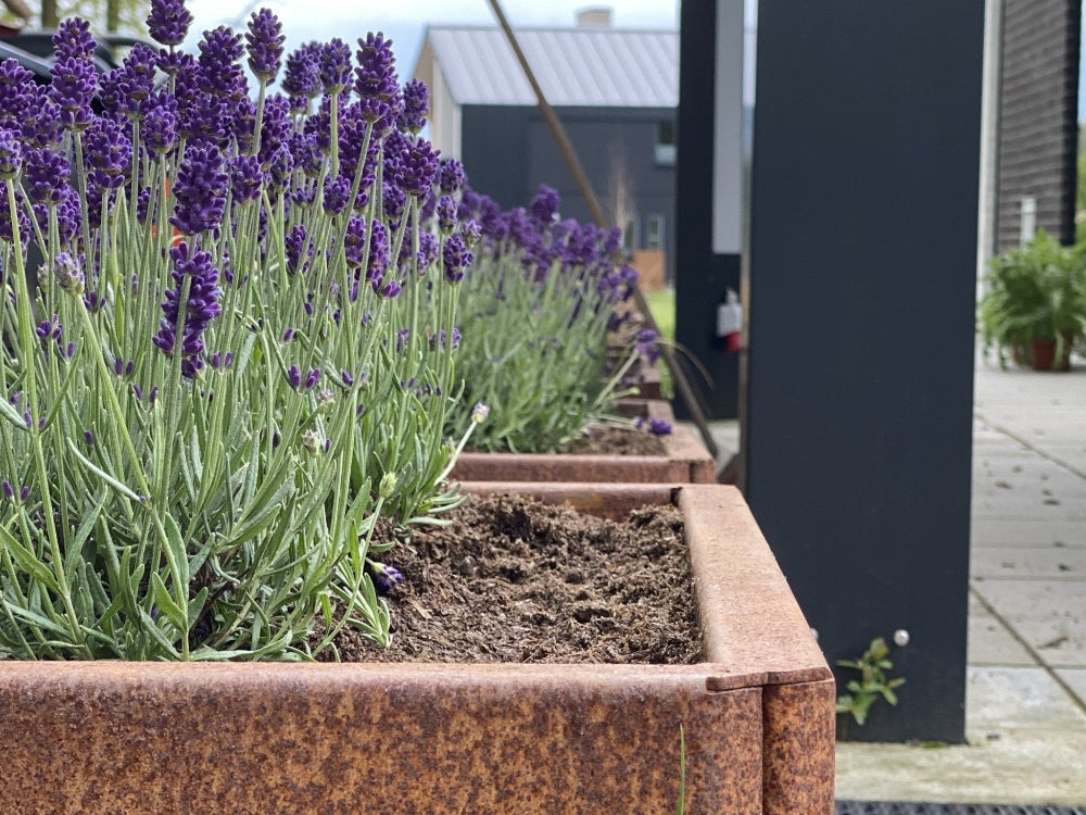 Nahaufnahme eines EDGY Hochbeets aus Cortenstahl mit Lavendel