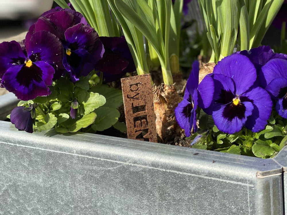 EDGY Hochbeet aus verzinktem Stahl mit violetten Frühlingsblumen