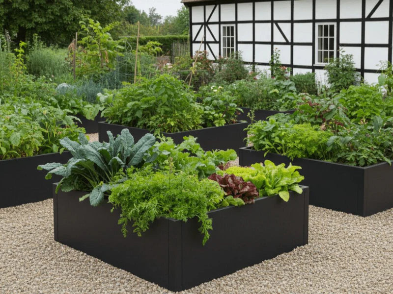 Hochbeete aus schwarzem Stahl mit Gemüse im Garten neben Fachwerkhaus