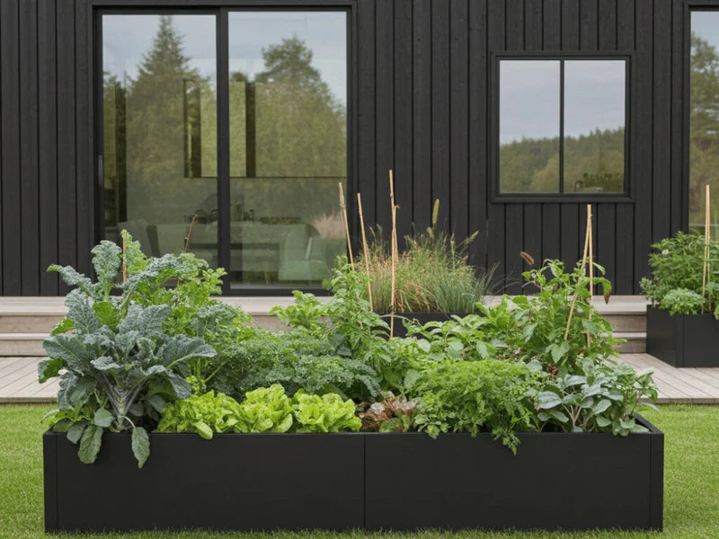 Hochbeet aus schwarzem Stahl mit Kohl, Salat und Kräutern im Garten