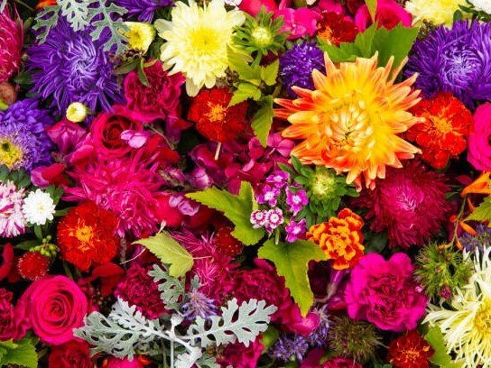 10 summer flowers for your garden