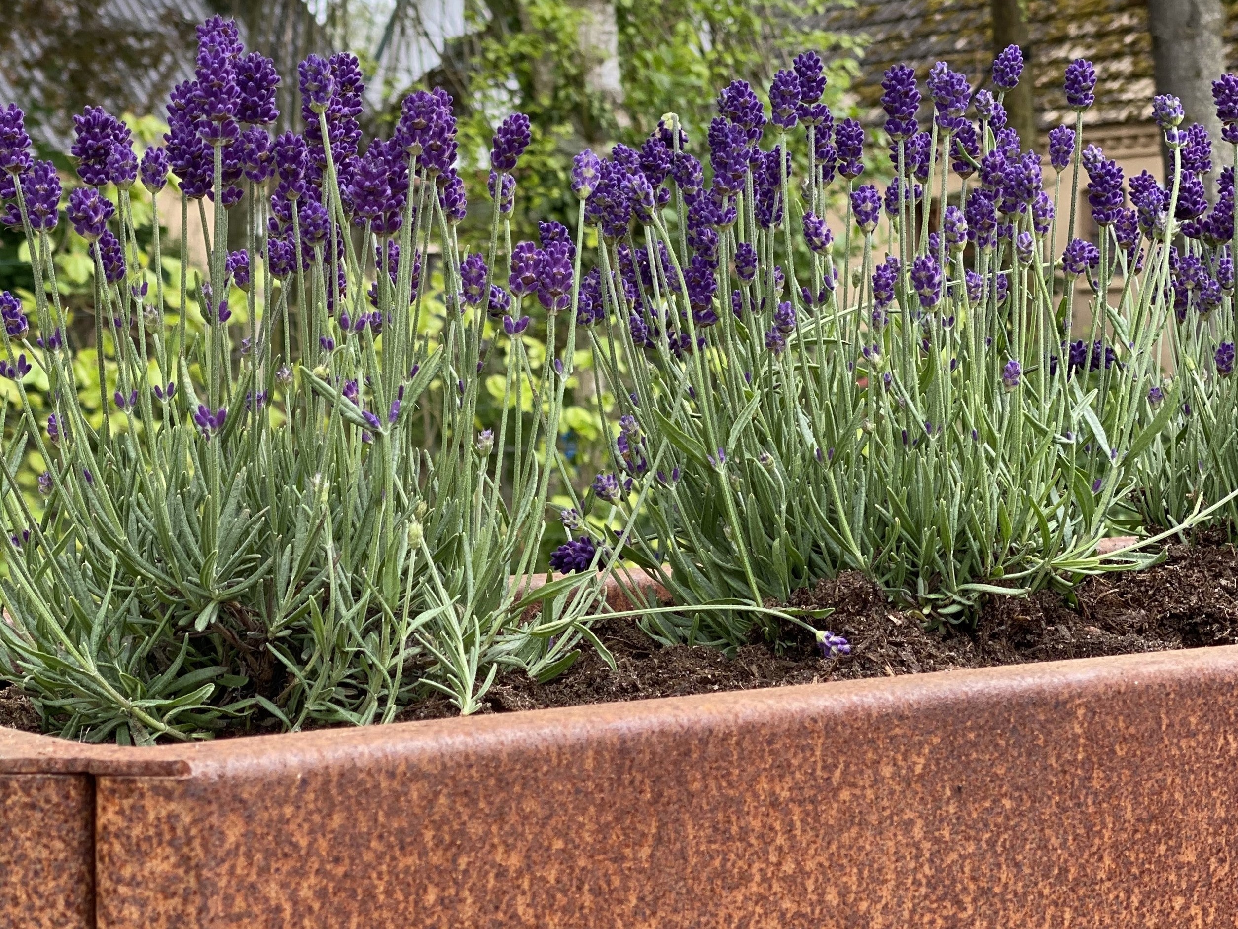 Raised beds corten steel EDGY