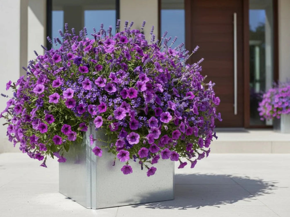 EDGY Pflanzkasten aus verzinktem Stahl mit lila Blumen am Eingang