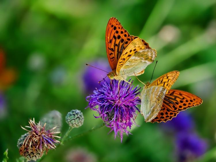 butterflies-sommerfugl