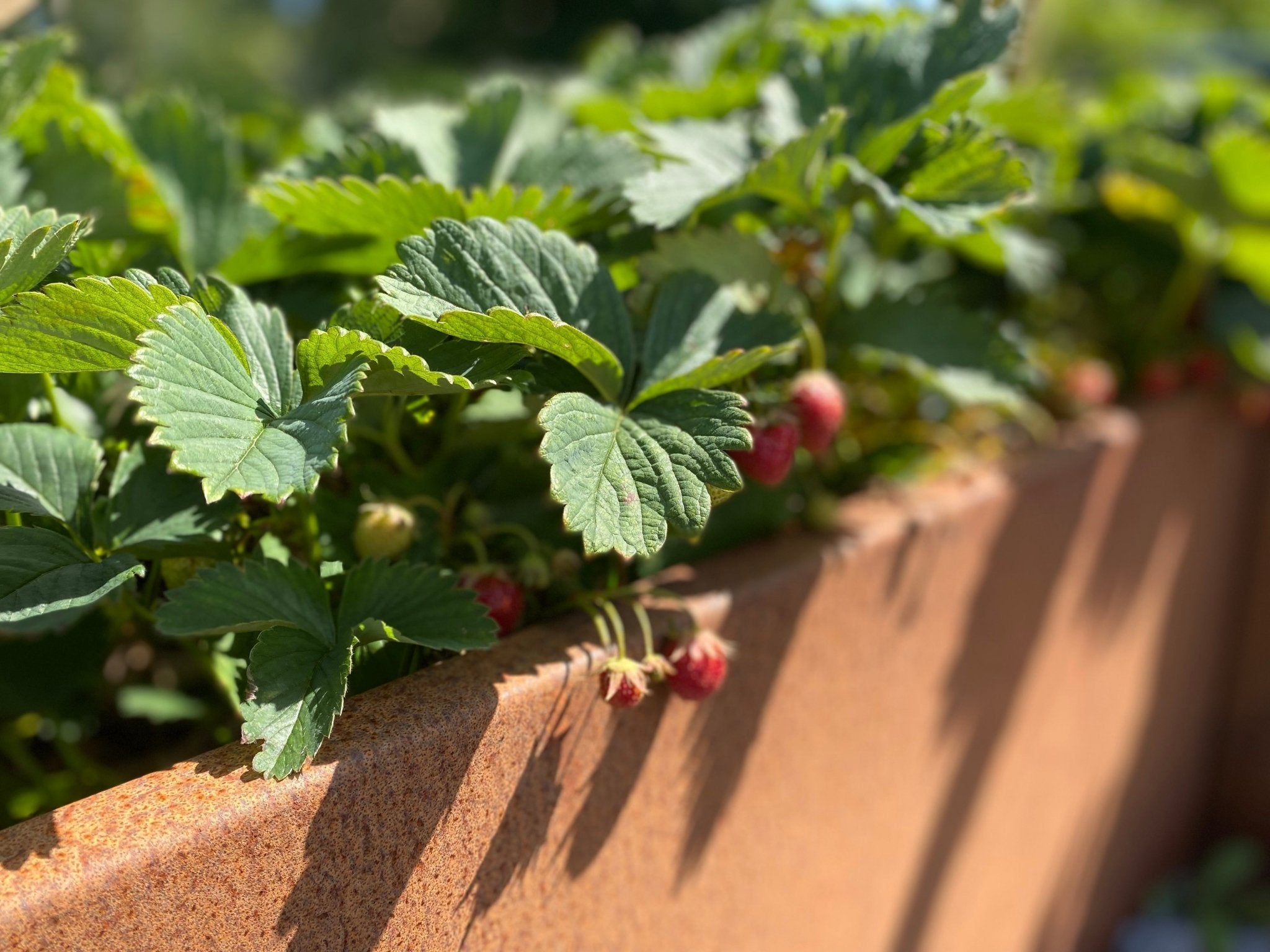 Detailansicht eines byJEMA Hochbeets aus Cortenstahl mit Erdbeerpflanzen – natürlich gereifte Rostpatina im Garten
