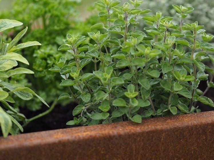 Detailansicht eines byJEMA Hochbeets aus Cortenstahl mit frischen Kräutern wie Oregano – langlebiges Gartenhochbeet mit natürlicher Rostoptik