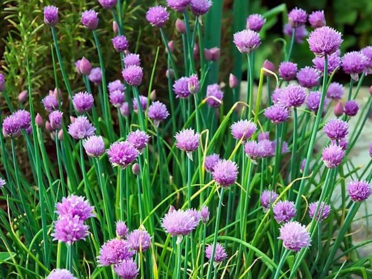 chives-purloeg