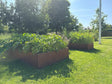 CUBY Hochbeet aus Cortenstahl als Gemüsebeet im Garten