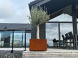 CUBY Pflanzkasten aus Cortenstahl mit Olivenbaum auf Terrasse