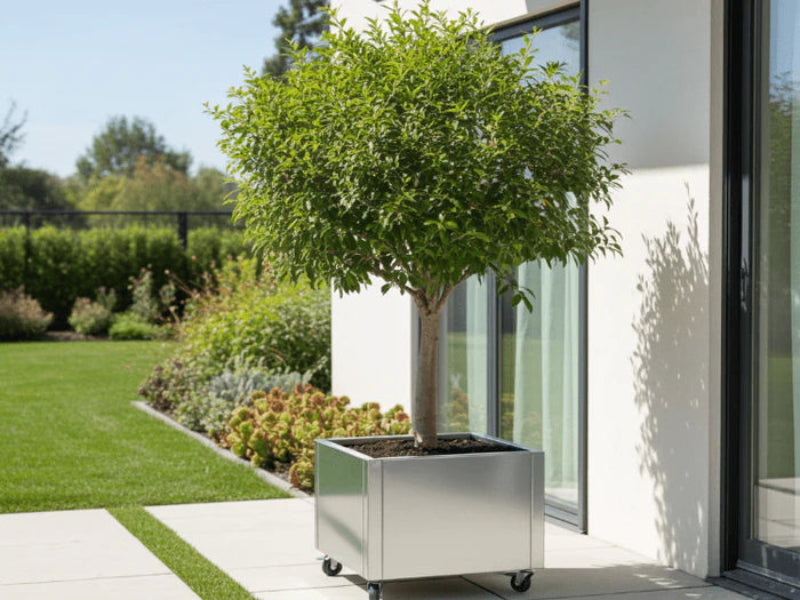 Pflanzkasten aus verzinktem Stahl von CUBY mit kleinem Baum auf Terrasse