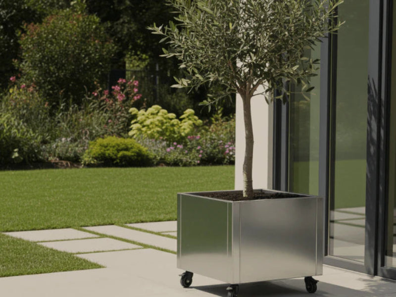 Mobiler Pflanzkasten aus verzinktem Stahl von CUBY mit Olivenbaum