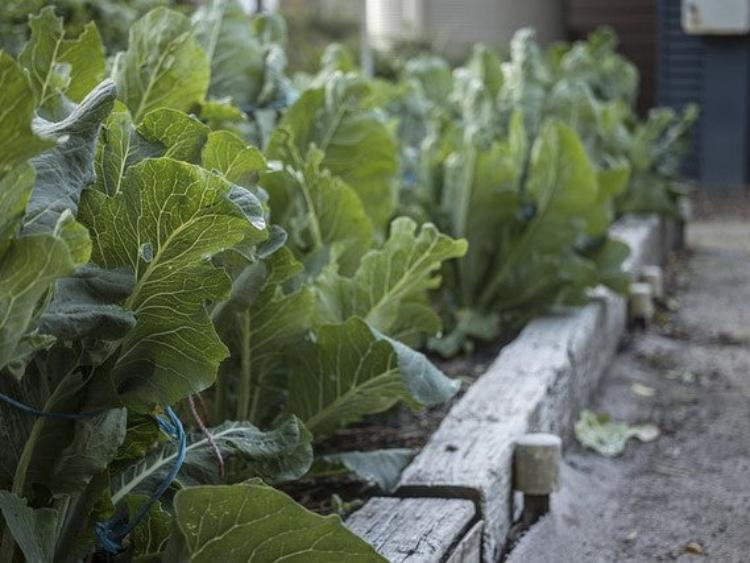 garden-bed