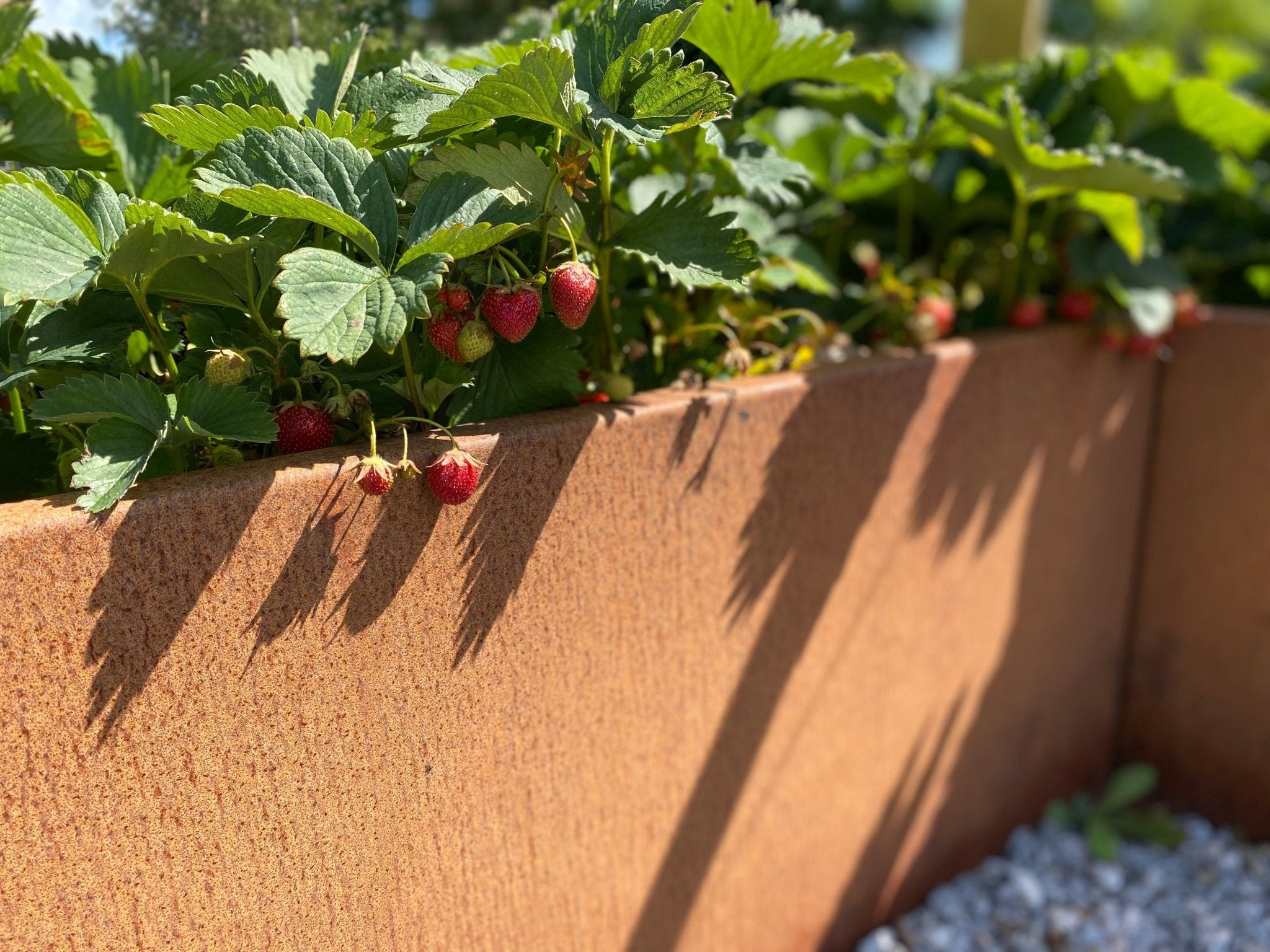 Cortenstål plantekasse CUBY bredde 40 x H80 cm - Flere længder