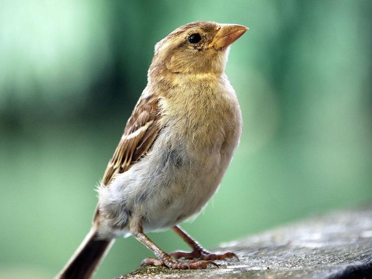 sparrow